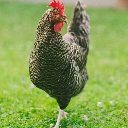 Teichwiesn * Sankt Stefan ob Stainz