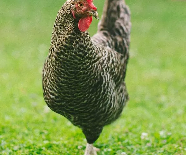Teichwiesn * Sankt Stefan ob Stainz